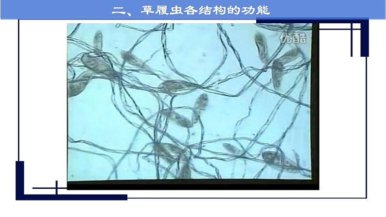 人教版七年级第四节单细胞生物课件PPT第8页