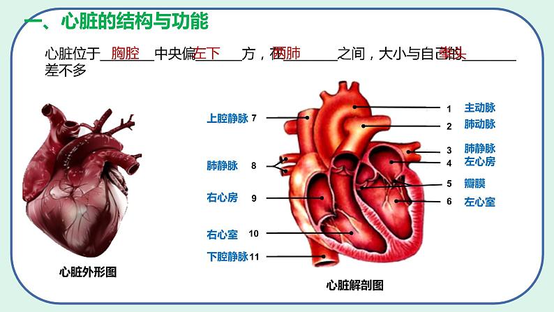 4.4.3 输送血液的泵——心脏-初中生物七年级下册 课件+练习（人教版新课标）07
