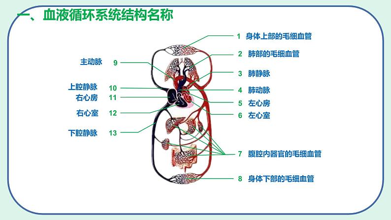 4.4.3 输送血液的泵——心脏-初中生物七年级下册 课件+练习（人教版新课标）05