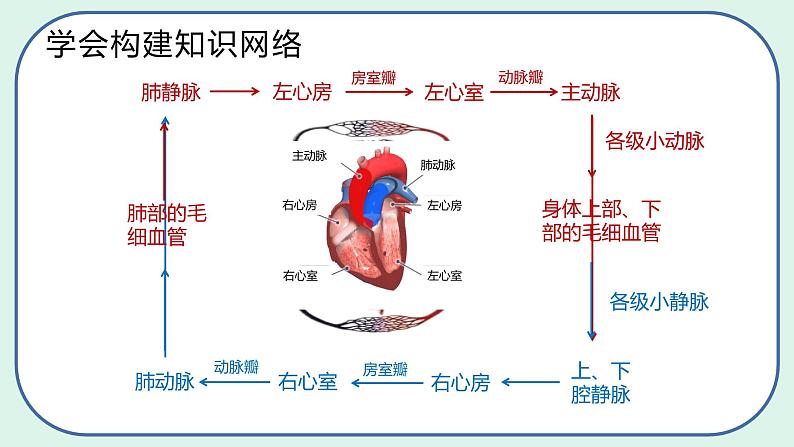 4.4.3 输送血液的泵——心脏-初中生物七年级下册 课件+练习（人教版新课标）06