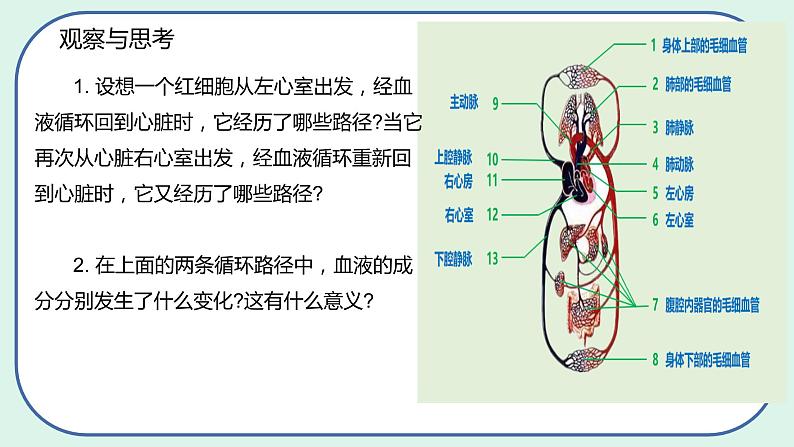 4.4.3 输送血液的泵——心脏-初中生物七年级下册 课件+练习（人教版新课标）07