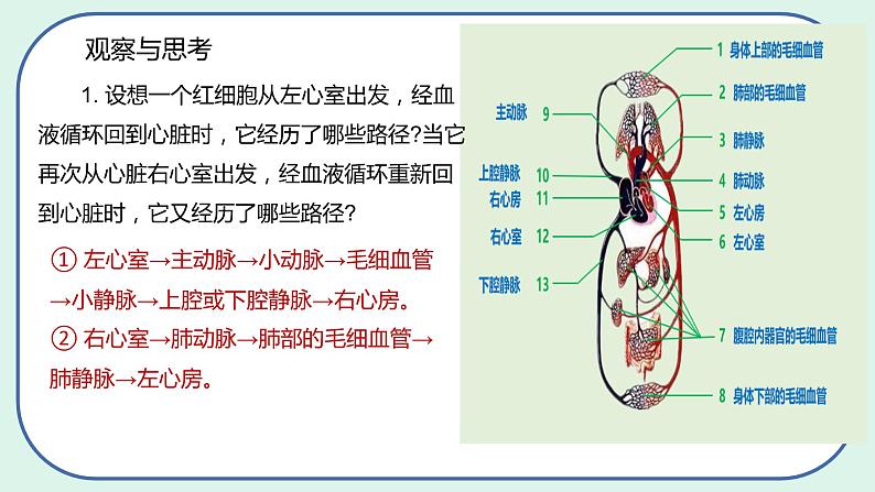 4.4.3 输送血液的泵——心脏-初中生物七年级下册 课件+练习（人教版新课标）08