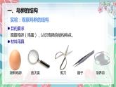 7.1.4 鸟的生殖和发育-课件（人教版）