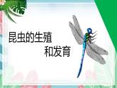 7.1.2 昆虫的生殖和发育-【备课精选】2022-2023学年八年级生物下册同步教学精品课件（人教版）