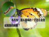 7.1.2 昆虫的生殖和发育-【备课精选】2022-2023学年八年级生物下册同步教学精品课件（人教版）