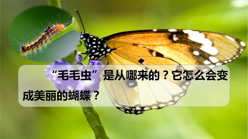 7.1.2 昆虫的生殖和发育-【备课精选】2022-2023学年八年级生物下册同步教学精品课件（人教版）第2页