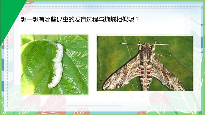 7.1.2 昆虫的生殖和发育-【备课精选】2022-2023学年八年级生物下册同步教学精品课件（人教版）第3页