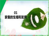 7.1.2 昆虫的生殖和发育-【备课精选】2022-2023学年八年级生物下册同步教学精品课件（人教版）
