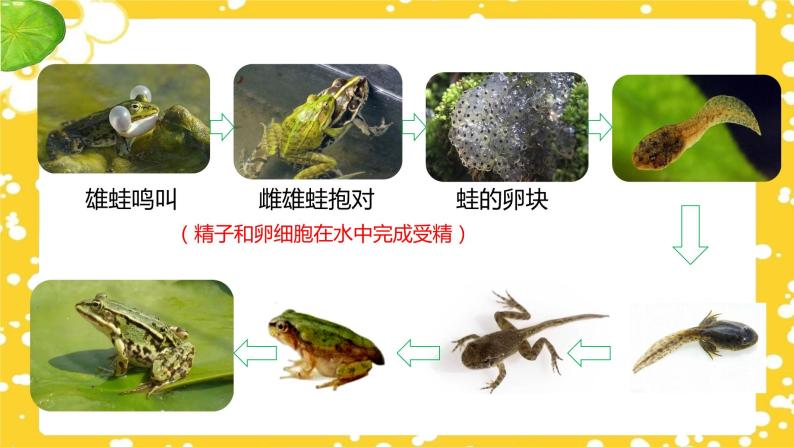 初中生物人教版 (新课标)八年级下册第三节 两栖动物的生殖和发育集体备课ppt课件-教习网|课件下载