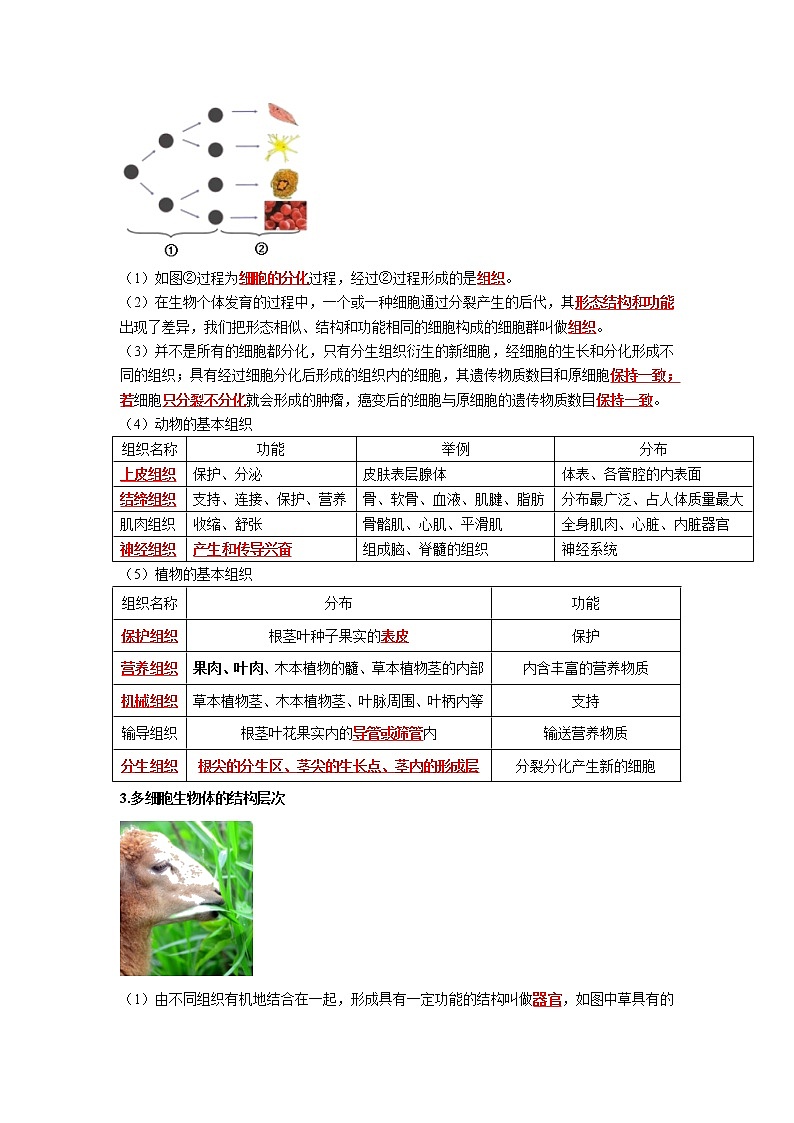初中生物中考复习 专题03 细胞怎样构成生物体（解析版）第2页