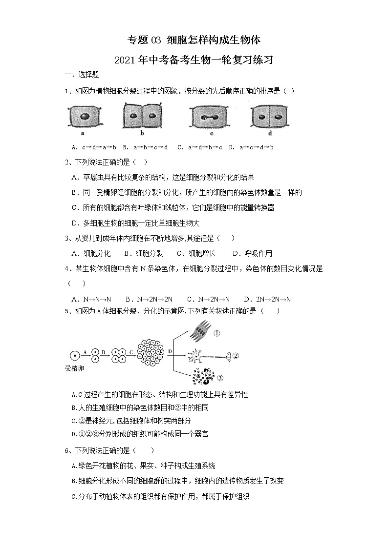 初中生物中考复习 专题03 细胞怎样构成生物体（练习）（原卷版）01