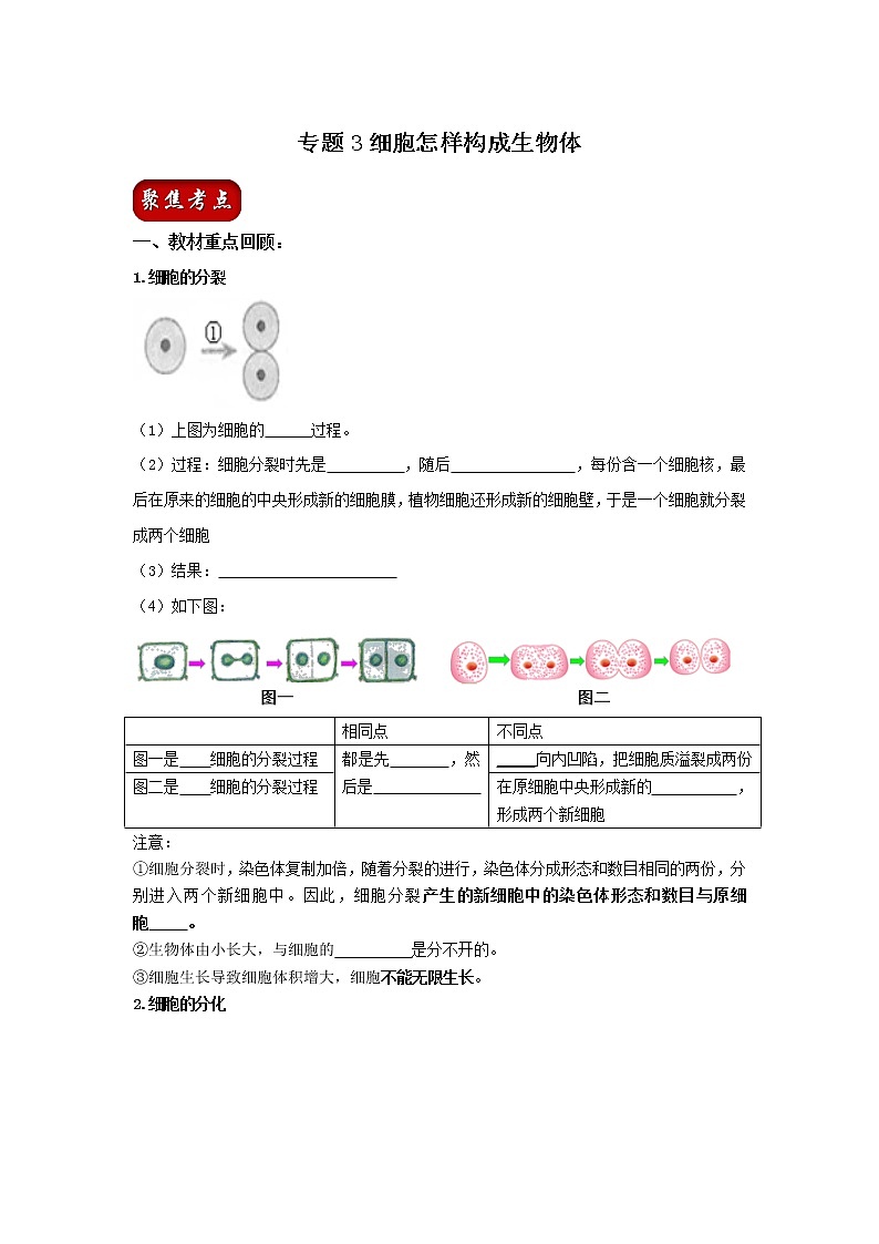 初中生物中考复习 专题03 细胞怎样构成生物体（原卷版）01