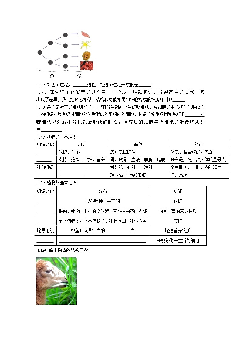 初中生物中考复习 专题03 细胞怎样构成生物体（原卷版）02