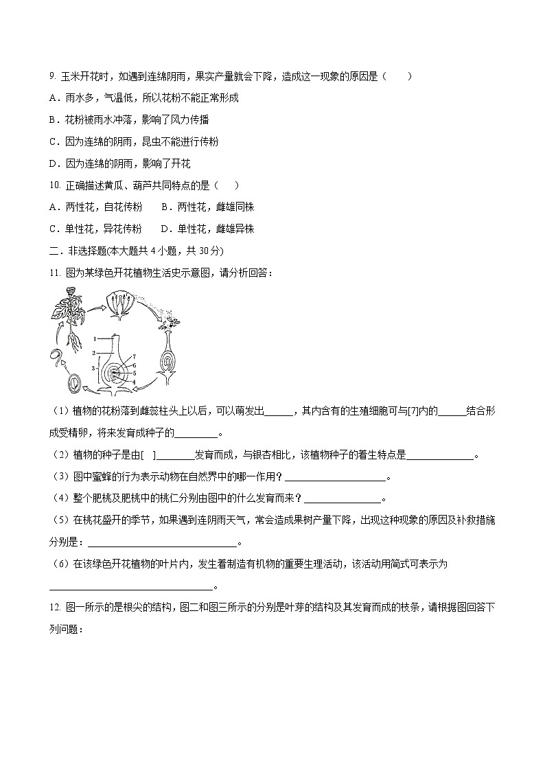 初中生物中考复习 专题04 绿色植物的一生（原卷版）第2页
