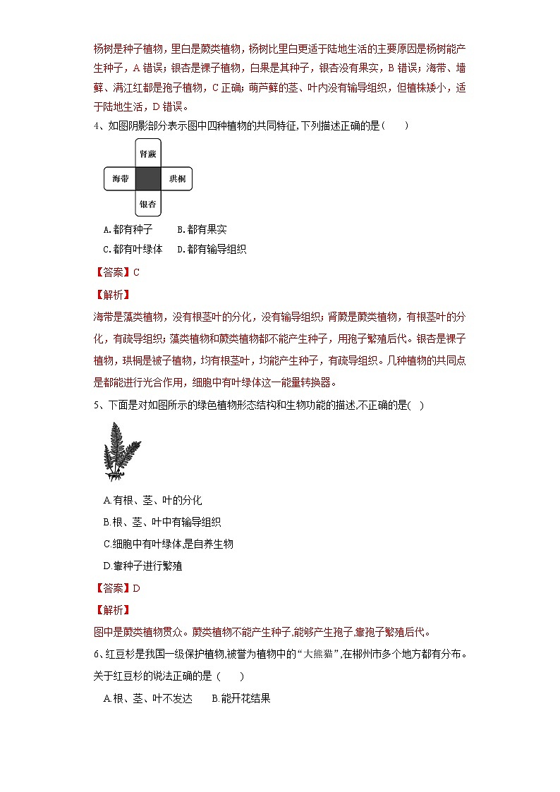 初中生物中考复习 专题04 生物圈中有哪些绿色植物（练习）（解析版）02