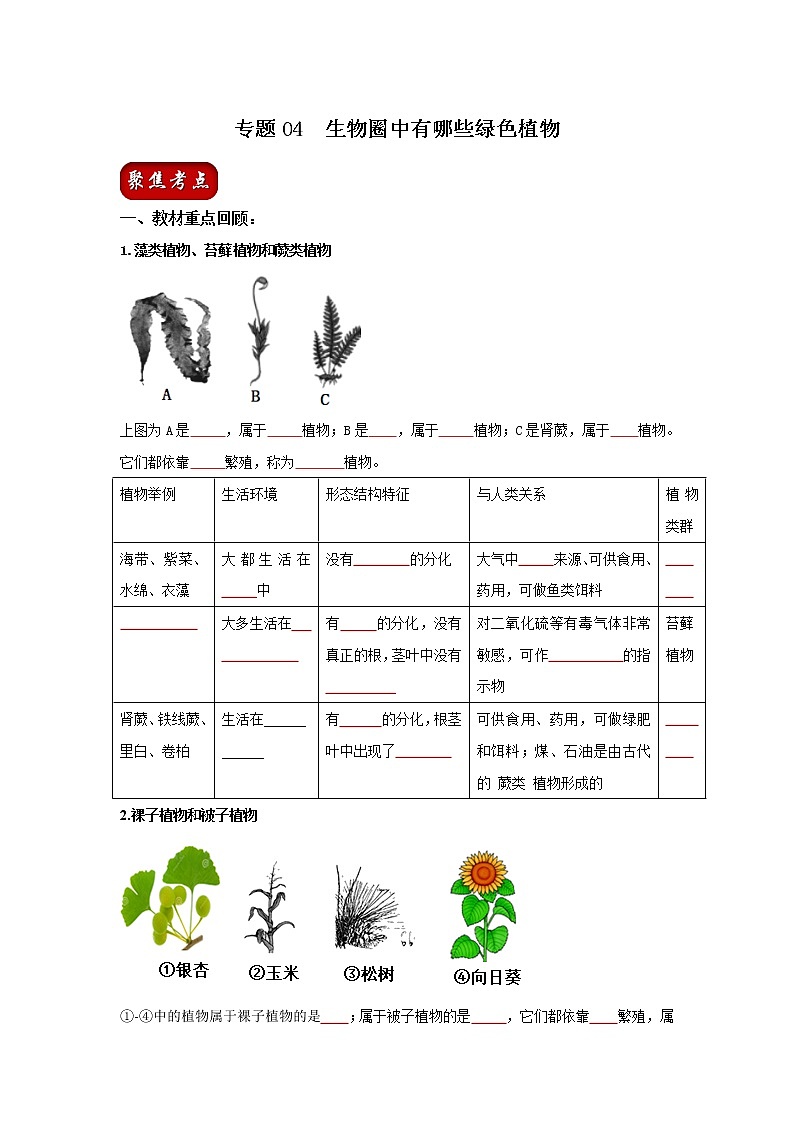 初中生物中考复习 专题04 生物圈中有哪些绿色植物（原卷版）01
