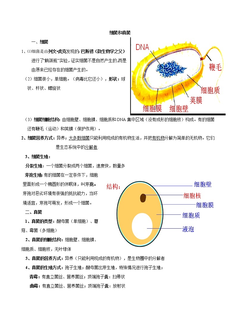 初中生物中考复习 专题13 细菌和真菌（原卷版）第2页