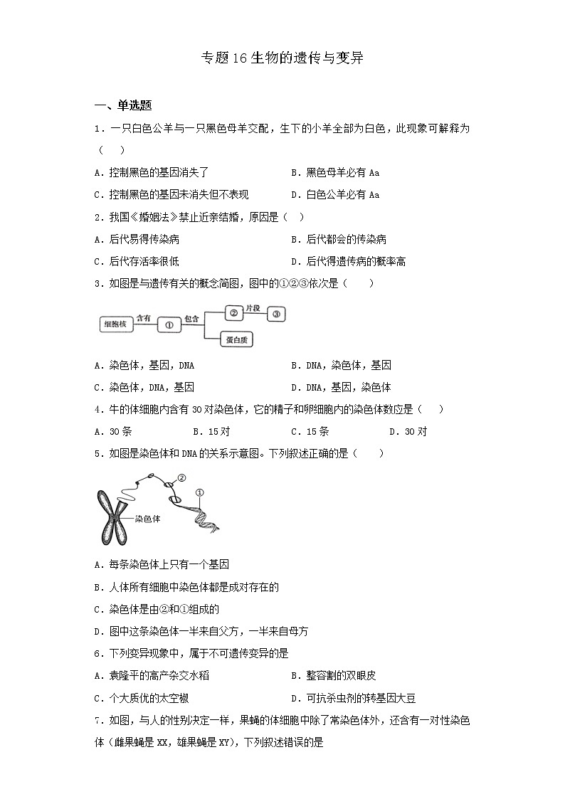 初中生物中考复习 专题16 生物的遗传与变异（原卷版）第1页