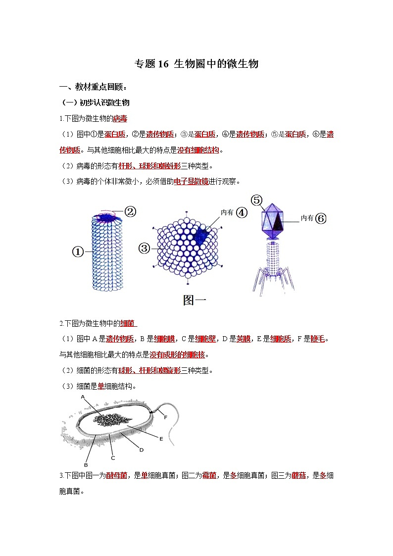 初中生物中考复习 专题16 生物圈中的微生物（解析版）第1页