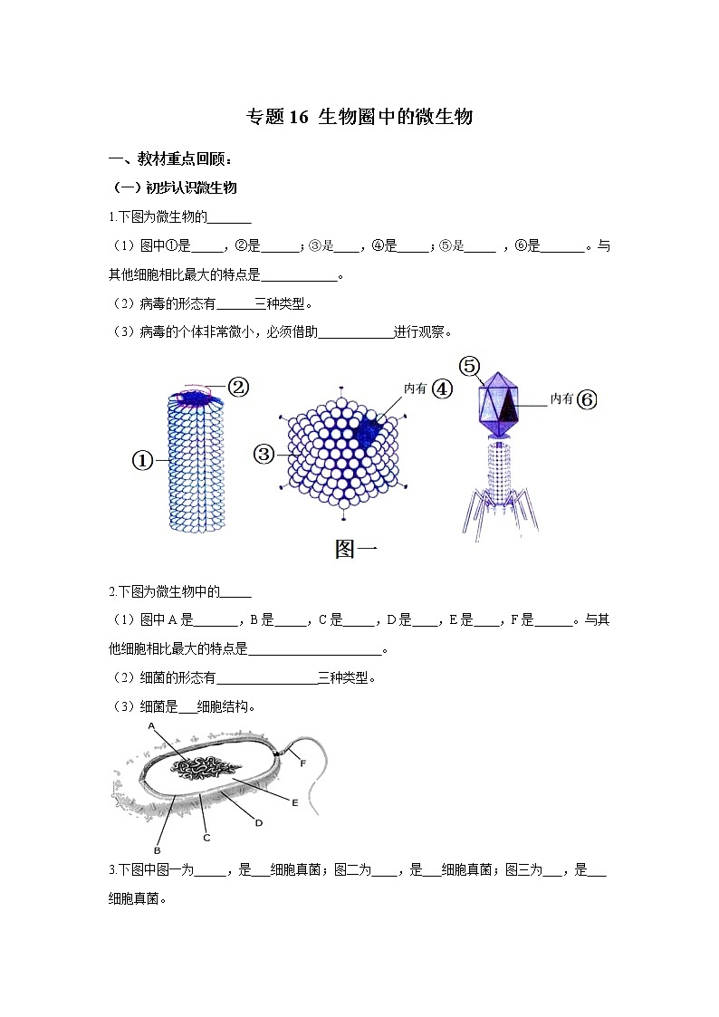 初中生物中考复习 专题16 生物圈中的微生物（原卷版）第1页