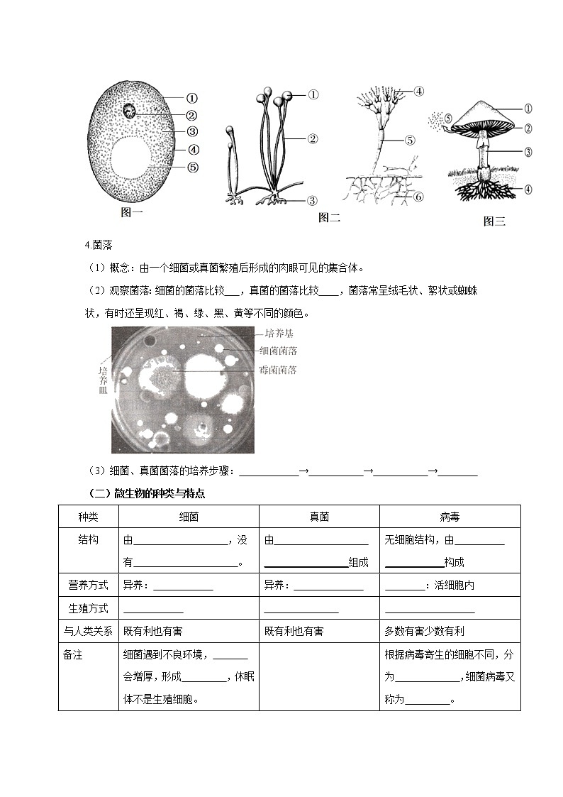 初中生物中考复习 专题16 生物圈中的微生物（原卷版）第2页