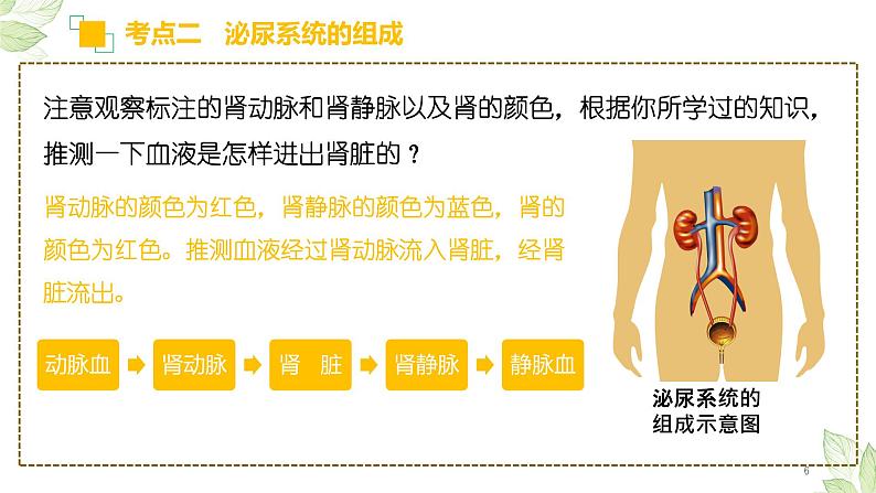 初中生物中考复习 专题13 人体内废物的排出（上课用课件）-【过一轮】2022年中考生物一轮复习课件精讲与习题精练06