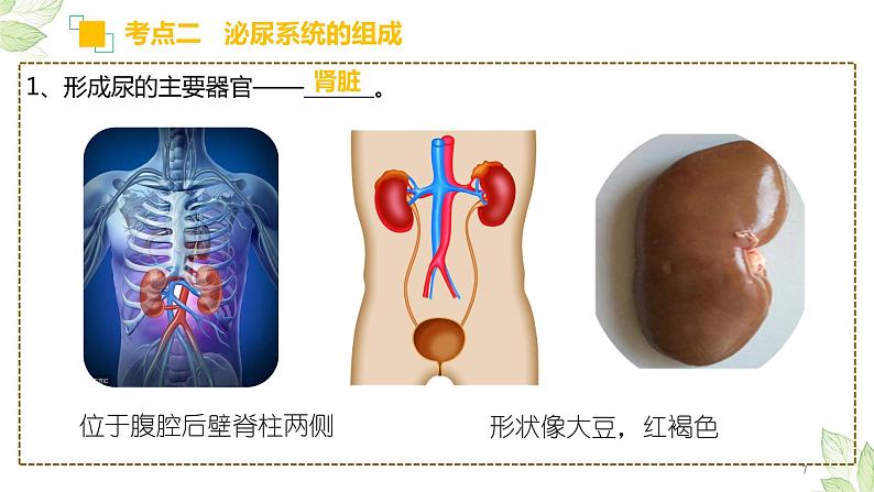 初中生物中考复习 专题13 人体内废物的排出（上课用课件）-【过一轮】2022年中考生物一轮复习课件精讲与习题精练07