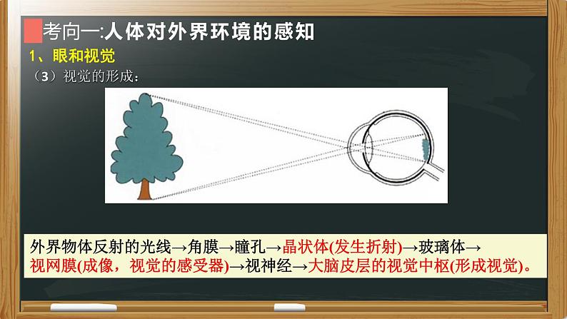 初中生物中考复习 专题09 人体生命活动的调节- 【备考无忧】2022年中考生物复习核心考点复习精优课件第7页