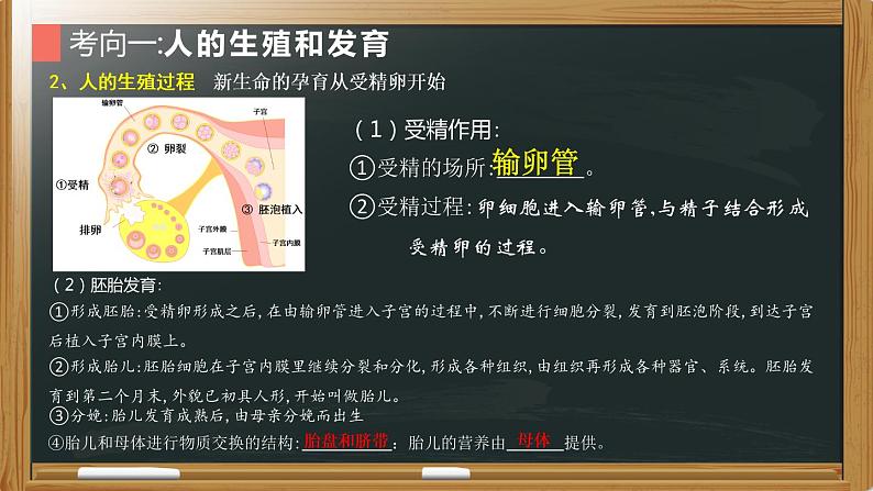 初中生物中考复习 专题11 生物的生殖和发育- 【备考无忧】2022年中考生物复习核心考点复习精优课件06