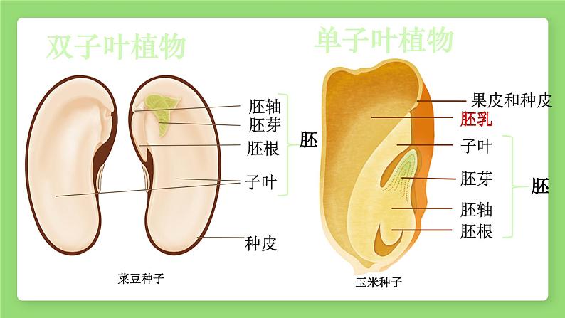 人教版第一节种子的萌发课件PPT02