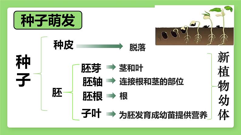 人教版第一节种子的萌发课件PPT04