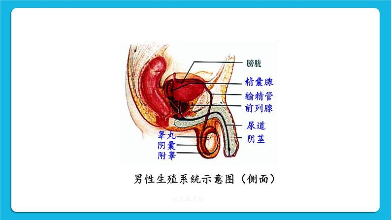 第一章 人的由来 第二节 人的生殖 课件+教案+素材06