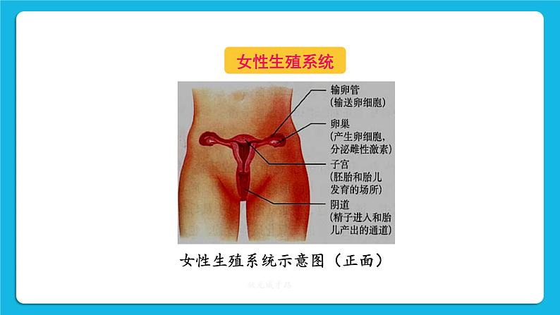 第一章 人的由来 第二节 人的生殖 课件+教案+素材08