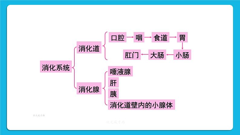 第二章 人体的营养  第二节 消化和吸收 第1-2课时 课件2+教案+素材06