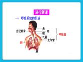 第三章 人体的呼吸 第一节 呼吸道对空气的处理 课件+教案
