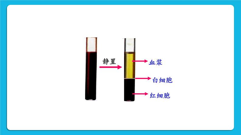 第四章 人体内物质的运输 第一节 流动的组织——血液 课件+教案+素材05