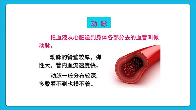 第四章 人体内物质的运输 第二节 血流的管道——血管 课件+教案+素材07