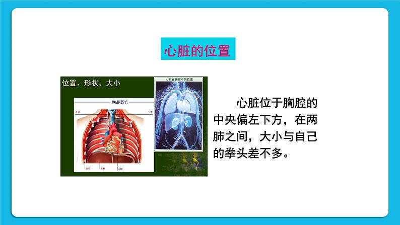 第1课时 心脏的结构和功能 课件第4页