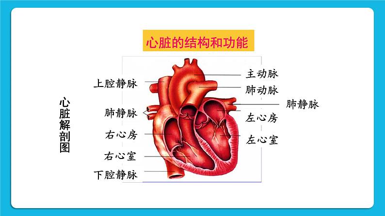 第1课时 心脏的结构和功能 课件第5页