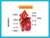 第四章 人体内物质的运输 第三节 输送血液的泵——心脏 课件+教案+素材