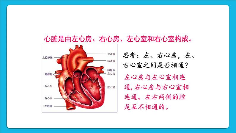 第1课时 心脏的结构和功能 课件第6页