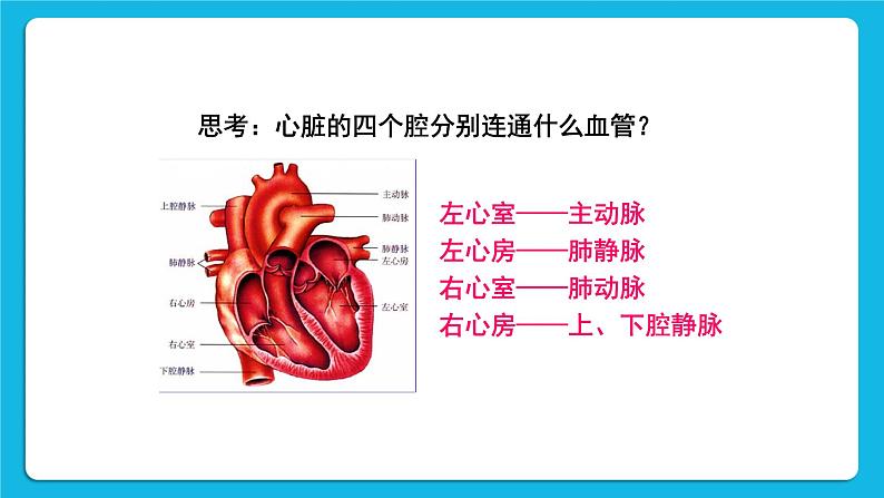 第1课时 心脏的结构和功能 课件第7页