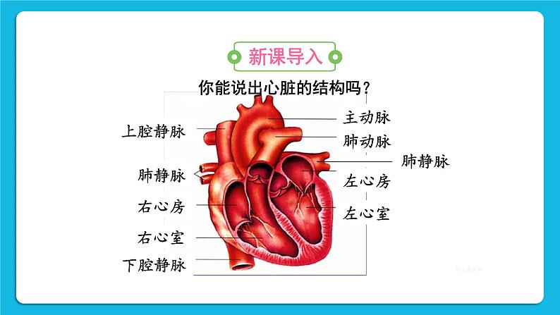 第四章 人体内物质的运输 第三节 输送血液的泵——心脏 课件+教案+素材02