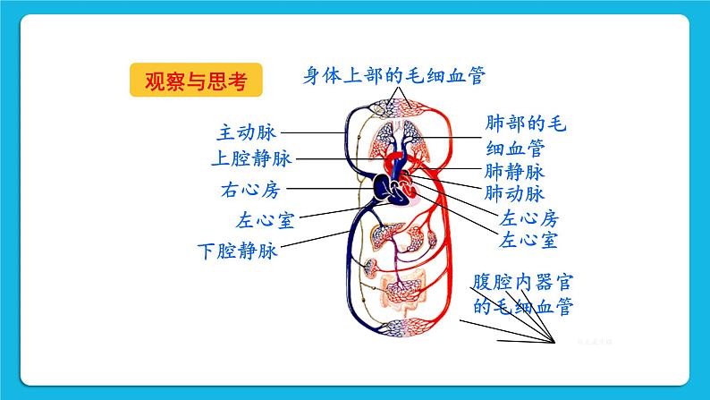 第四章 人体内物质的运输 第三节 输送血液的泵——心脏 课件+教案+素材04