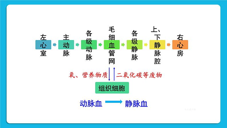 第四章 人体内物质的运输 第三节 输送血液的泵——心脏 课件+教案+素材06