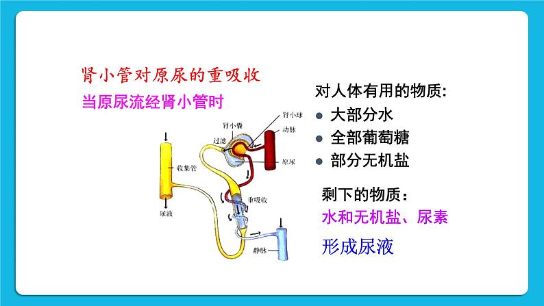 第1课时 尿的形成和排出 课件第8页