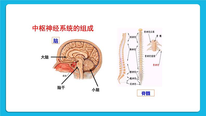 第六章 人体生命活动的调节 第二节 神经系统的组成 课件+教案+素材08