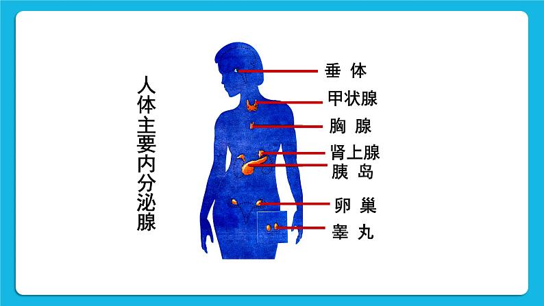 第四节 激素调节 课件第6页