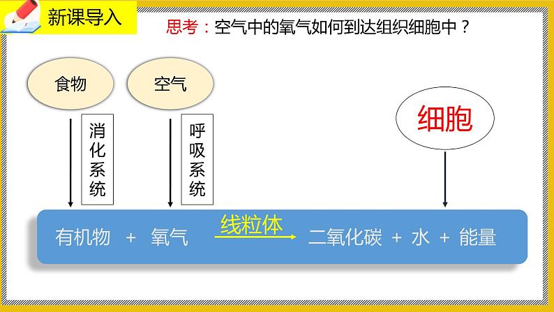 10.2.1《人体细胞获得氧气的过程》课件PPT+教案+同步练习02