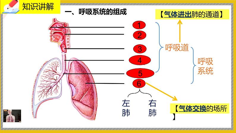 10.2.1《人体细胞获得氧气的过程》课件PPT+教案+同步练习03